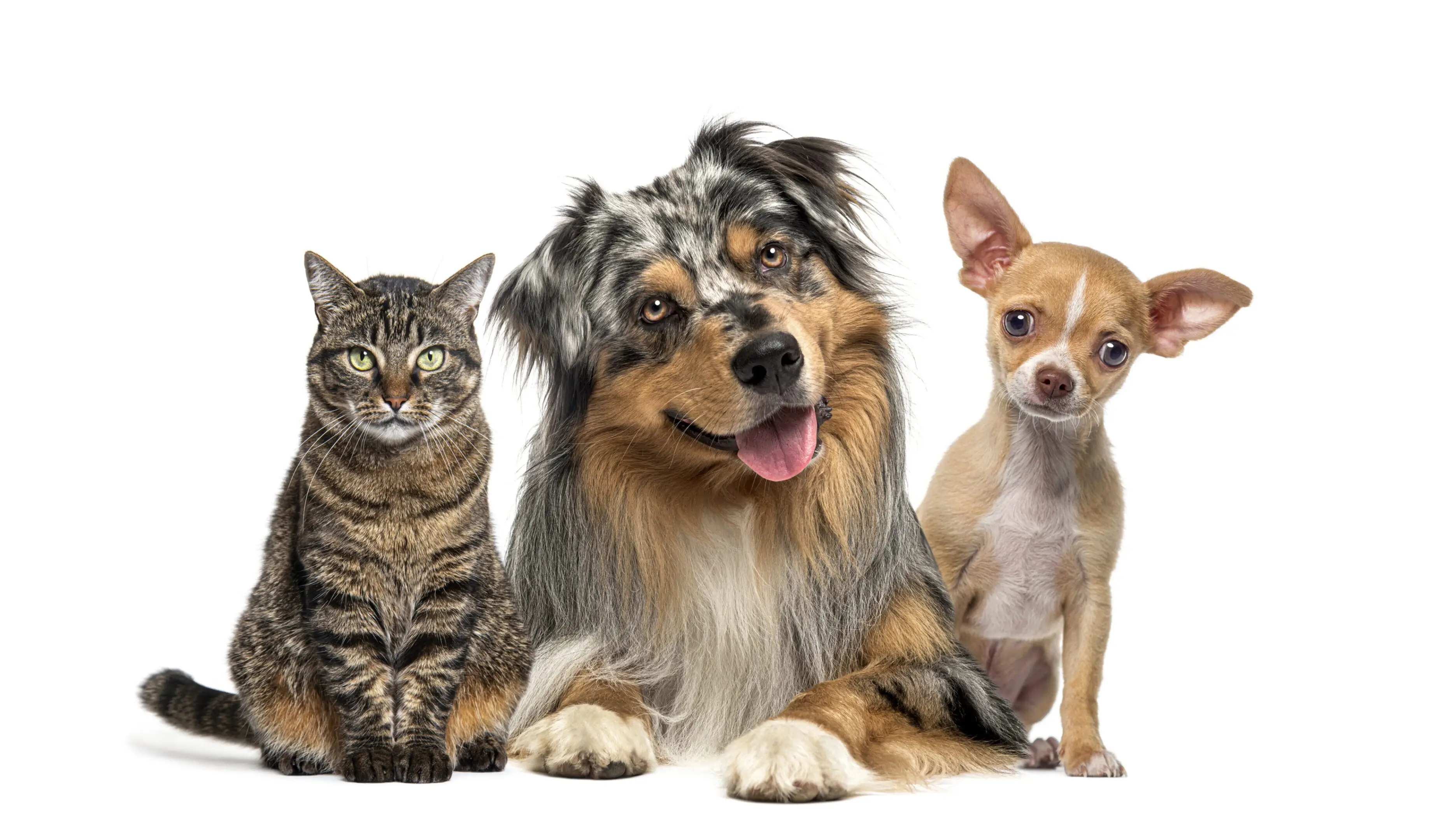 A tabby cat, a happy dog, and a small Chihuahua sitting together.