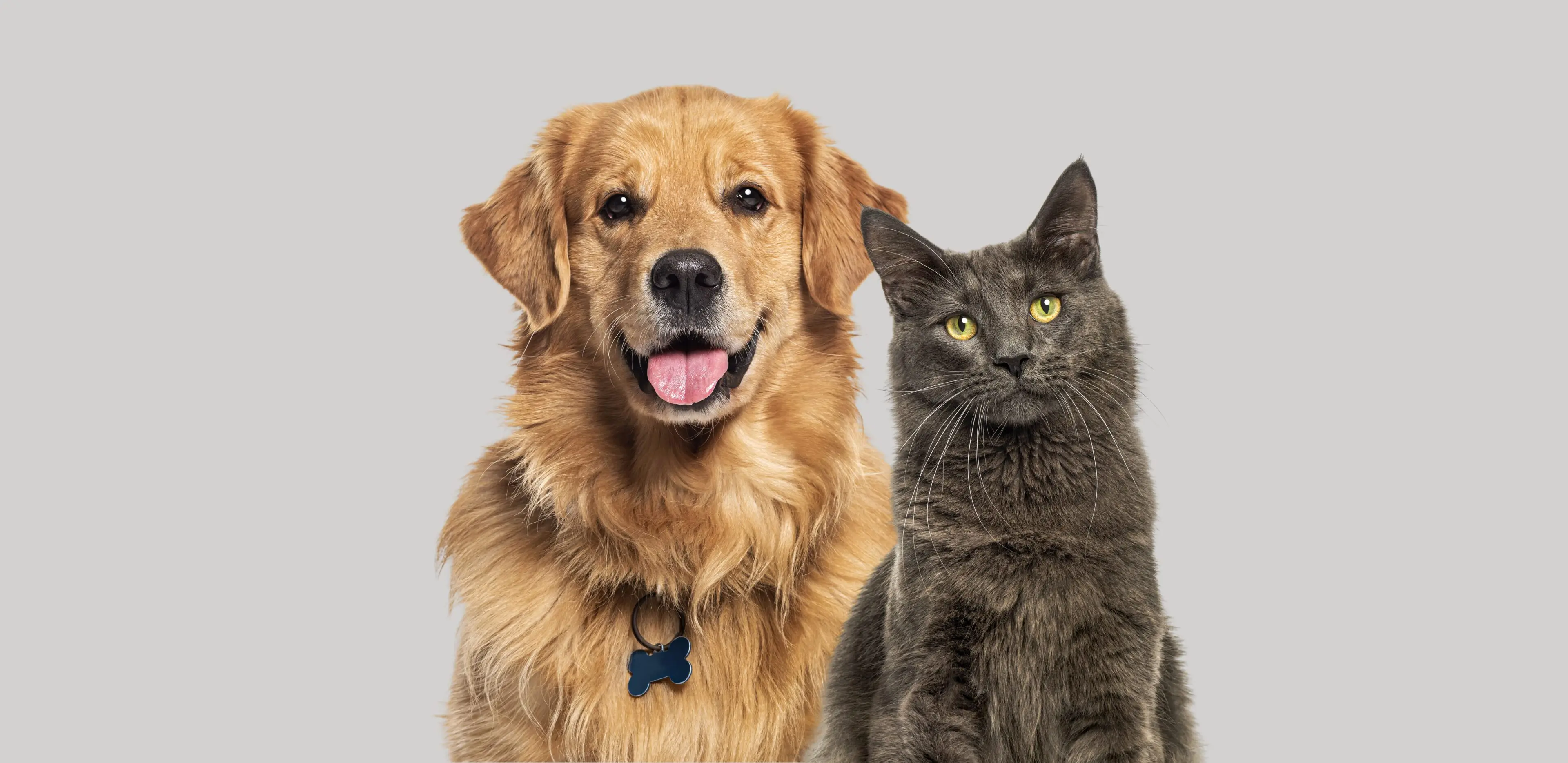 A happy golden retriever and a gray cat sitting side by side.
